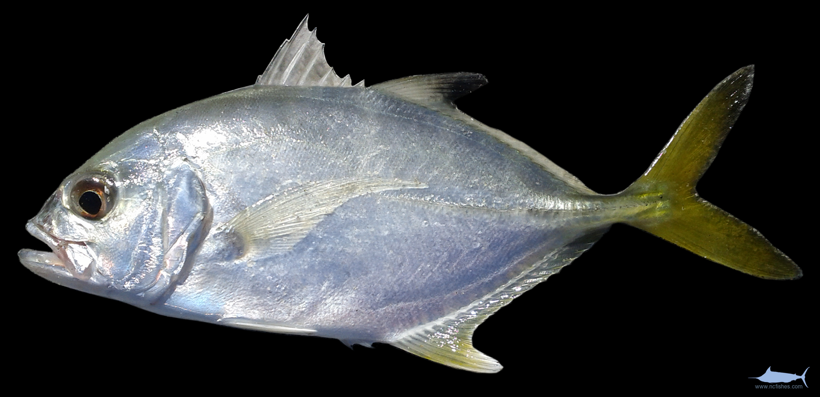 Caranx latus Fishes of North Carolina