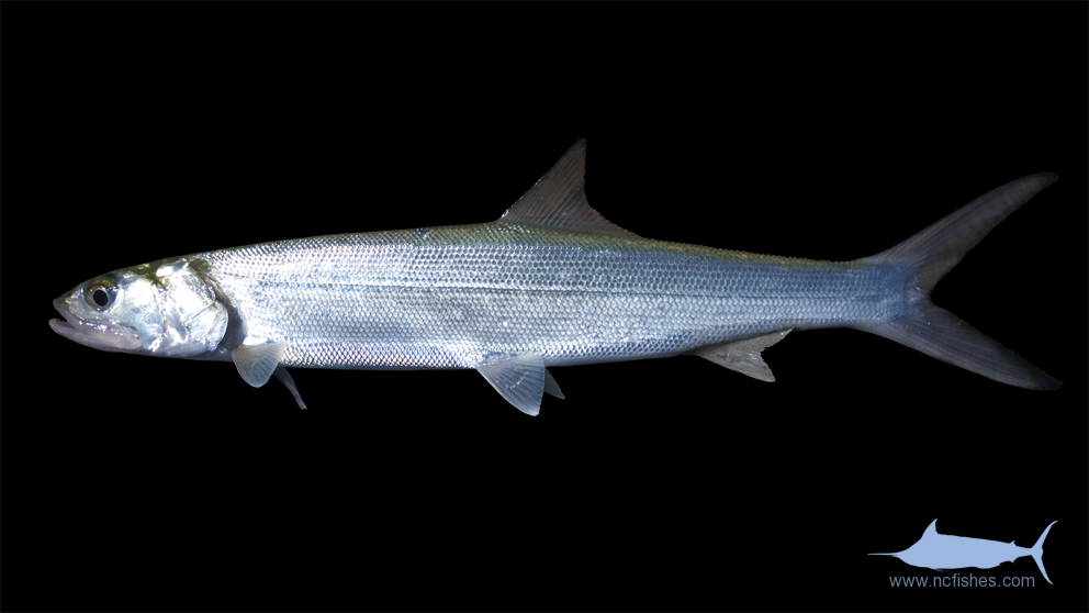 Dockside Fishes of North Carolina Fishes of North Carolina