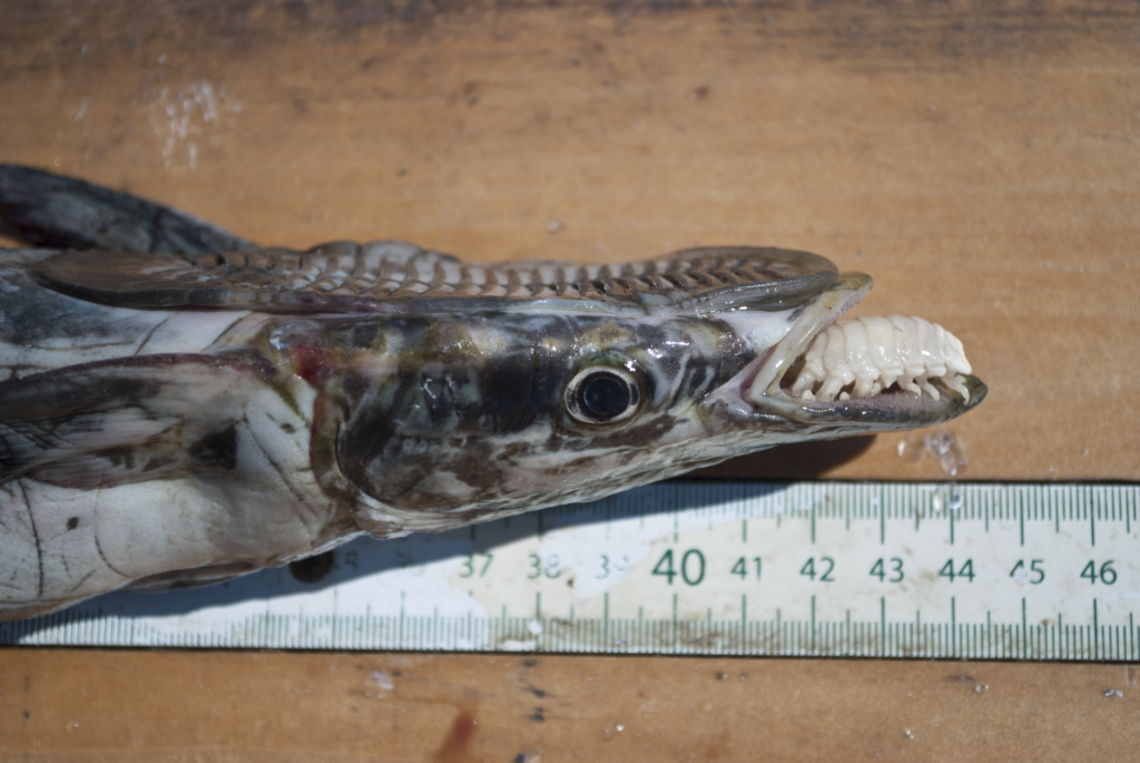 An Isopod Escaping Fishes of North Carolina