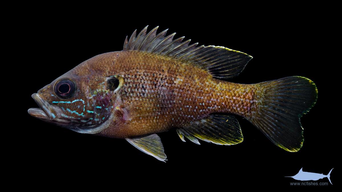 Fishes of North Carolina Fishes of North Carolina