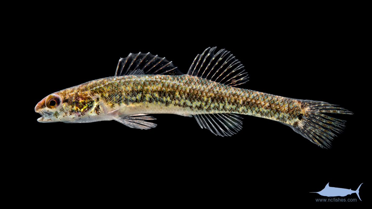 Fishes of North Carolina – Fishes of North Carolina