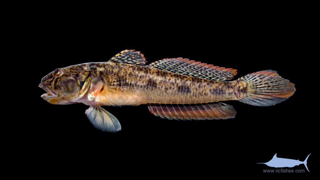 American Freshwater Goby - Ctenogobius shufeldti