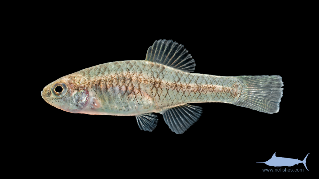 Rainwater Killifish - Lucania parva - Female