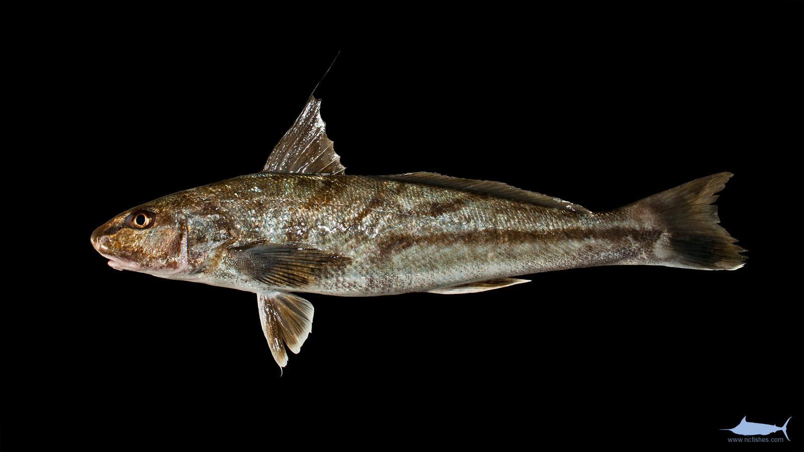 Sea Mullet of North Carolina »