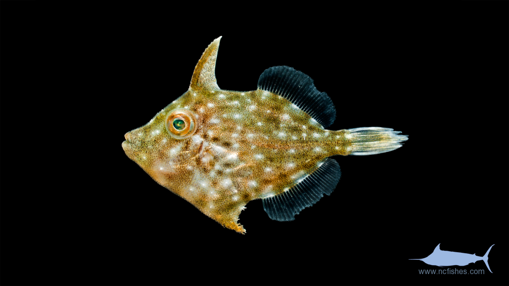 Planehead filefish - Stephanolepis hispidus
