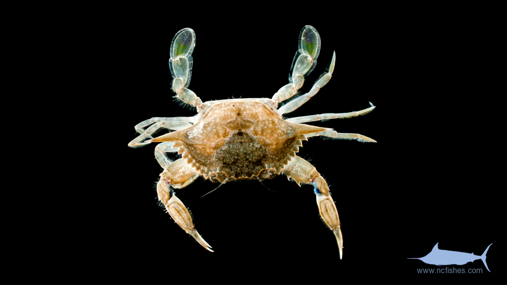 Lesser Blue Crab - Callinectes similis