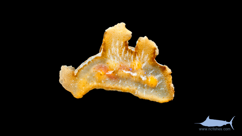 Sargassum Nudibranch - Scyllaea pelagica