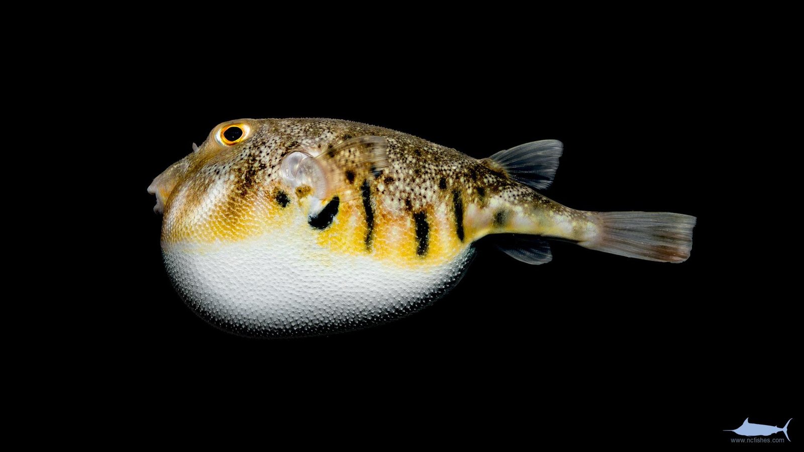 Sphoeroides maculatus_3