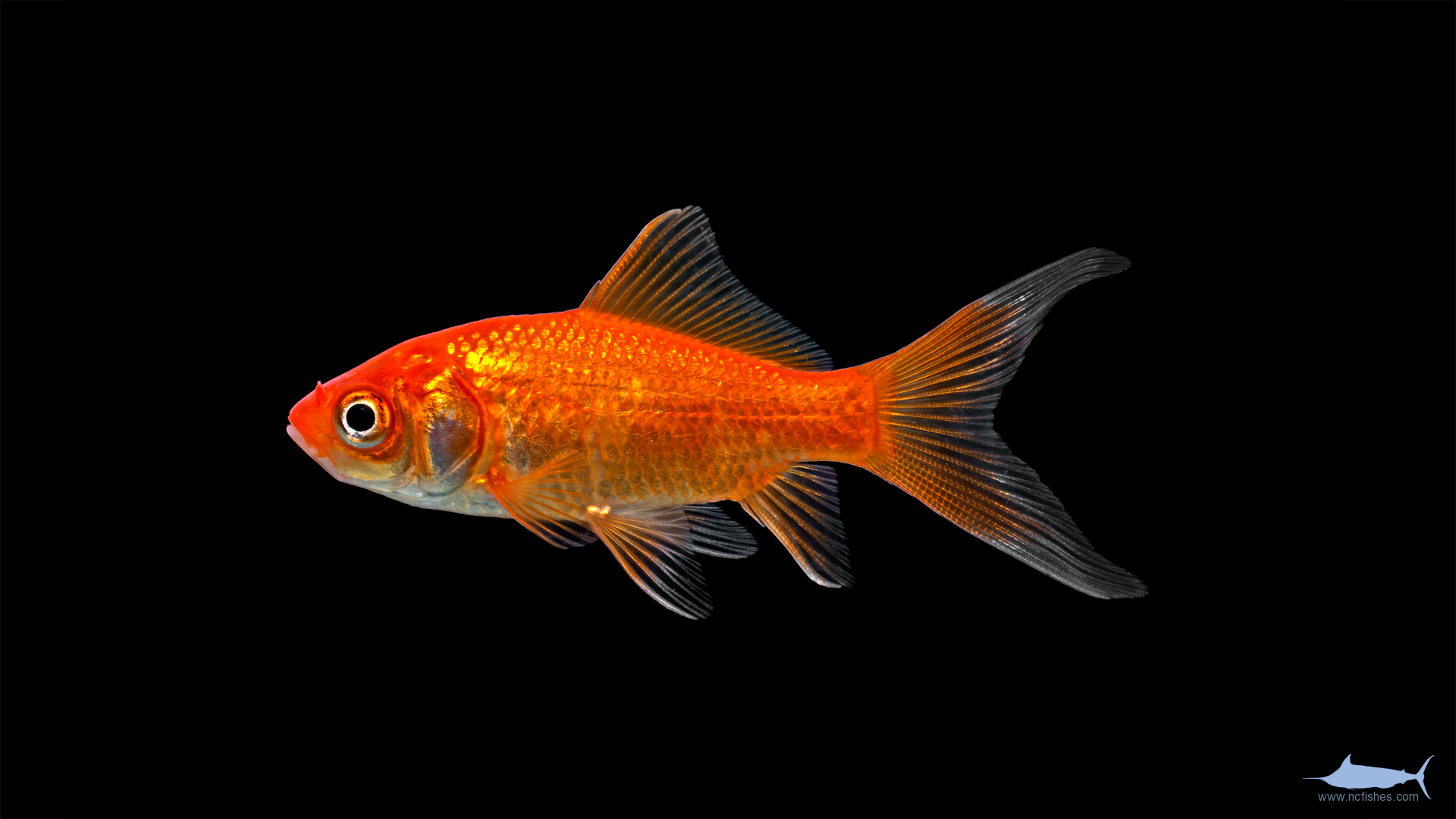 Cyprinidae Fishes of North Carolina