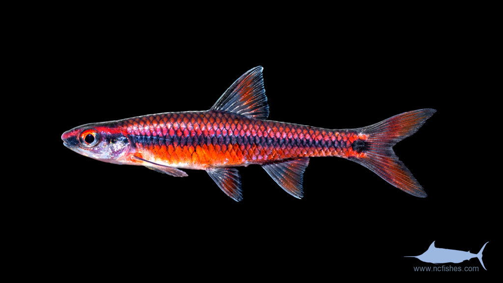 Notropis maculatus Fishes of North Carolina