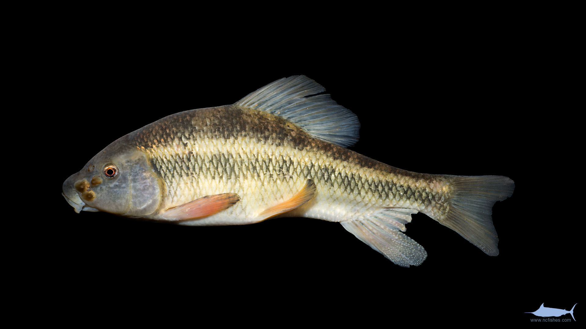 Erimyzon oblongus Fishes of North Carolina