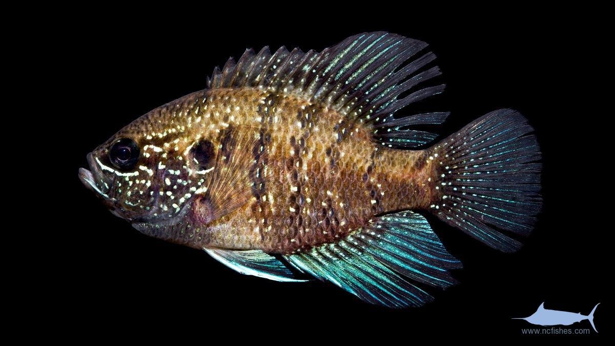 Banded Sunfish